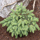 Picea pungens 'Waldbrunn' - Kissen-Blaufichte