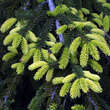 Picea orientalis 'Aureospicata': Bild 1/2