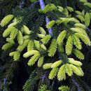Goldspitzen-Fichte - Picea orientalis 'Aureospicata'
