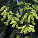 Picea orientalis 'Aureospicata' - Goldspitzen-Fichte