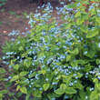 Brunnera macrophylla: Bild 2/5