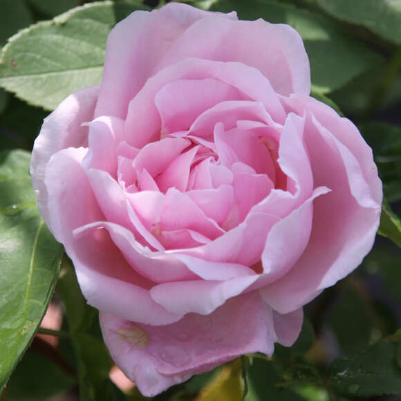 Rose 'Alfred de Dalmas'(centifolia): Bild 2/4