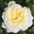 Rose 'Caroline Victoria': Bild 3/3