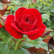 Rose 'Cumberland': Bild 5/6