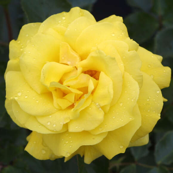 Rose 'Friesia': Bild 6/11 Rose 'Friesia': Bild 6/11