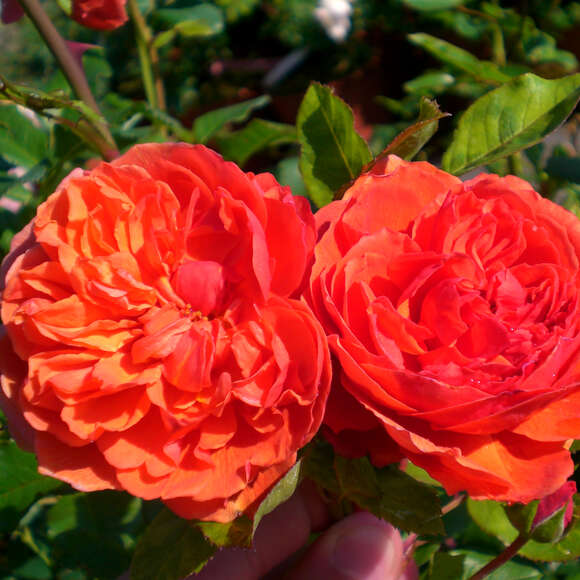 Rose 'Summer Song': Bild 3/7 Rose 'Summer Song': Bild 3/7