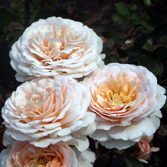 Rose 'Andre le Notre': Bild 2/5 Rose 'Andre le Notre': Bild 2/5