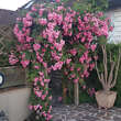 Rose 'Super Dorothy': Bild 6/6