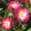 Rose 'Kiftsgate Violett': Bild 2/8