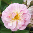 Rose 'Parfum d'Evita': Bild 4/6