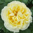 Rose 'Cyrano de Bergerac': Bild 2/4