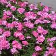 Rose 'Pink Knock Out': Bild 8/8