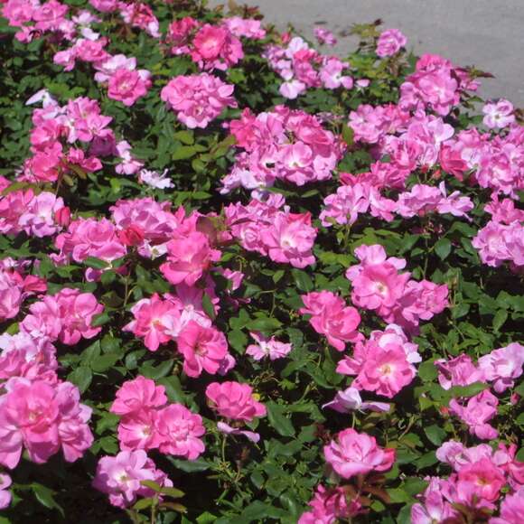 Rose 'Pink Knock Out': Bild 8/8 Rose 'Pink Knock Out': Bild 8/8