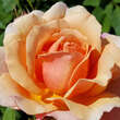 Rose 'Sonnenwelt': Bild 3/7