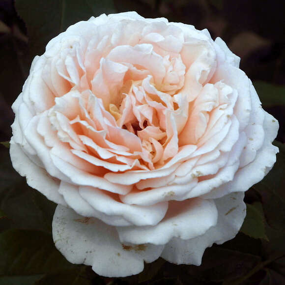 Rose 'Andre le Notre': Bild 3/5 Rose 'Andre le Notre': Bild 3/5