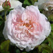 Rose 'Miss Alice': Bild 2/3