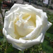 Rose 'Paul's Lemon Pillar': Bild 3/3