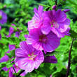 Lavatera 'Bredon Springs': Bild 1/1
