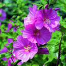 Lavatera 'Bredon Springs' - Buschmalve
