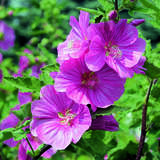 Lavatera 'Bredon Springs' - Buschmalve