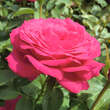 Rose 'Sexy Perfumella': Bild 3/6