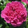 Rose 'Princess Anne': Bild 3/8