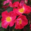 Rose 'AC William Booth': Bild 2/4