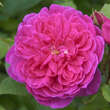 Rose 'Sophy's Rose': Bild 2/7