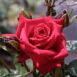 Rose 'Nationalstolz': Bild 3/3