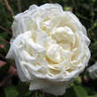 Rose 'Aimee Vibert': Bild 2/2