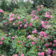 Rose 'Pink Swany': Bild 5/6