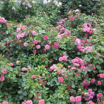 Rose 'Pink Swany': Bild 7/8