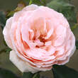 Rose 'Donatella': Bild 2/2