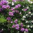Rose 'Veilchenblau' (multiflora): Bild 11/13