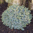 Picea glauca 'Echiniformis': Bild 1/4