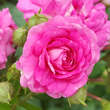 Rose 'Super Dorothy': Bild 4/9