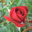 Rose 'Tornella': Bild 2/3