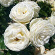 Rose 'Artemis': Bild 3/8