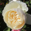 Rose 'Lichfield Angel': Bild 2/3