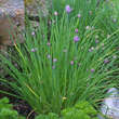 Allium schoenoprasum: Bild 1/4
