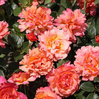 Rose 'Easy Does It': Bild 4/11