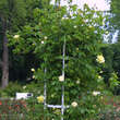 Rose 'Elegance': Bild 5/5