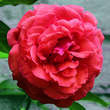 Rose 'Climbing Vesuve': Bild 2/3