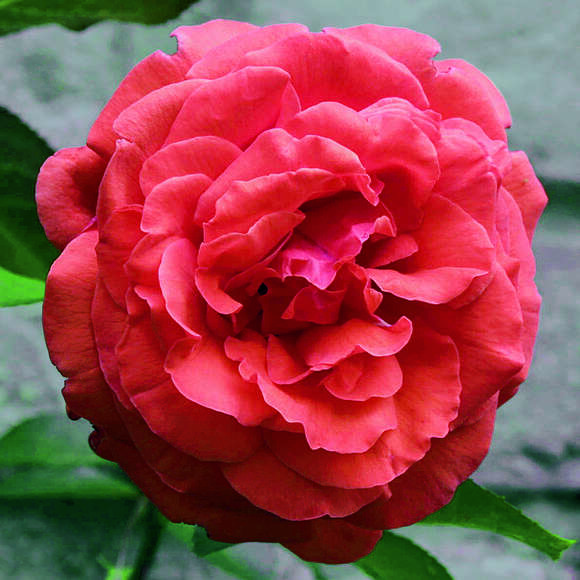 Rose 'Climbing Vesuve': Bild 2/3 Rose 'Climbing Vesuve': Bild 2/3