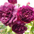 Rose 'Bleu Magenta': Bild 3/3