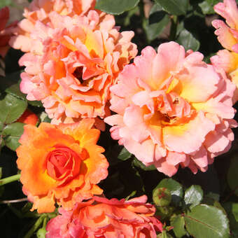 Rose 'Easy Does It': Bild 5/11