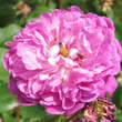 Rose 'Himmelsauge': Bild 2/5