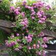 Rose 'Veilchenblau' (multiflora): Bild 9/13