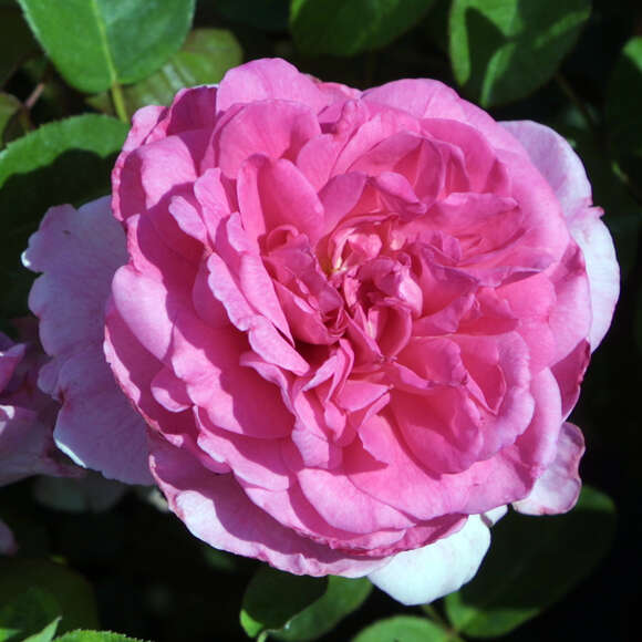 Rose 'Gertrude Jekyll': Bild 3/15 Rose 'Gertrude Jekyll': Bild 3/15