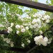 Rose 'Bobbie James': Bild 2/8